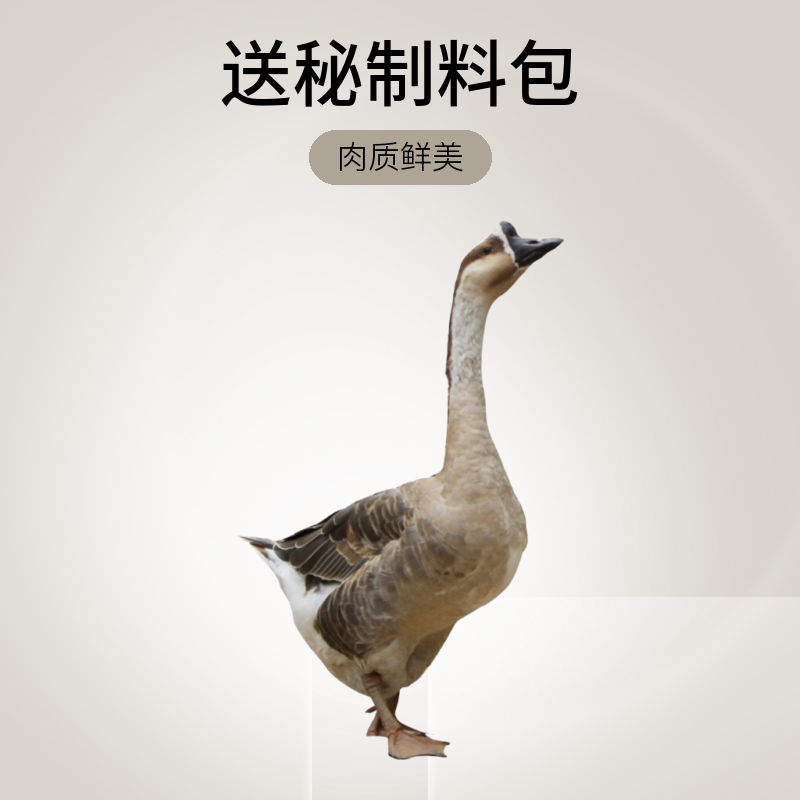 （两年老鹅）两年老鹅净膛鹅老鹅送秘制料包鲜嫩散养鹅新鲜食用美味