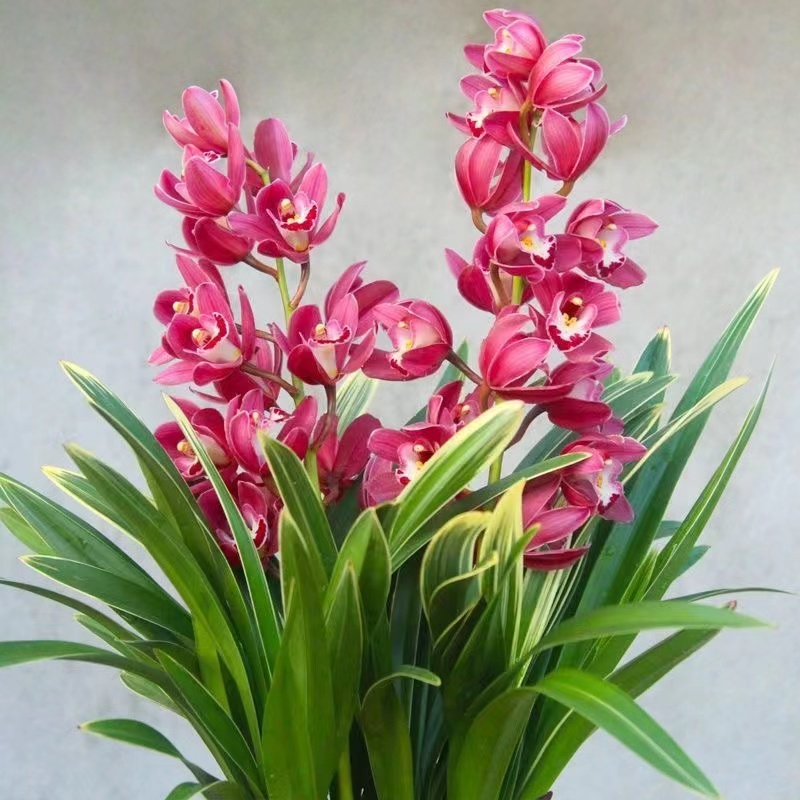名贵高档精品【金边中国龙】大花蕙兰 年宵花 勤花勤芽 绿植植物