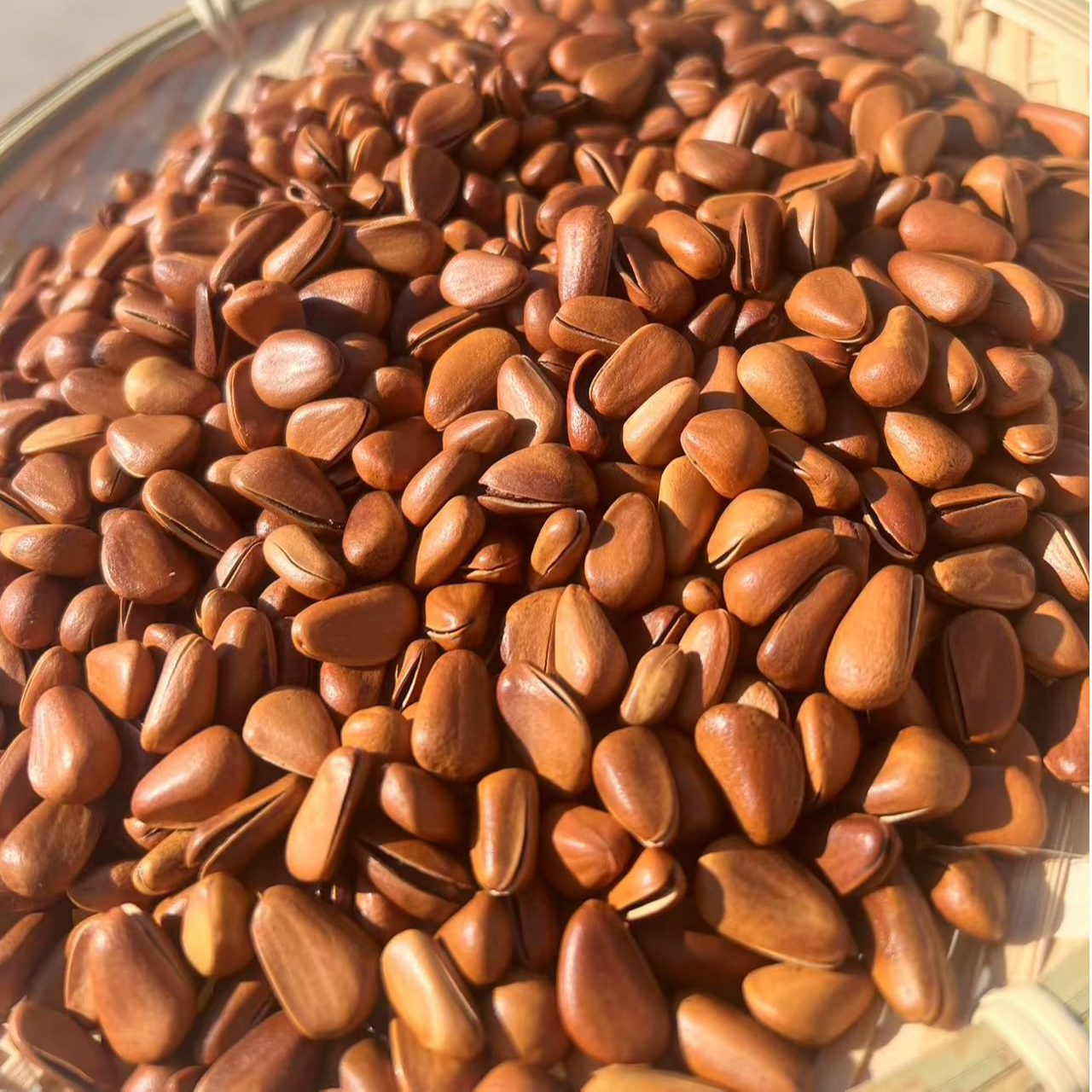 东北山上松2024新货开口助农优选便宜卖