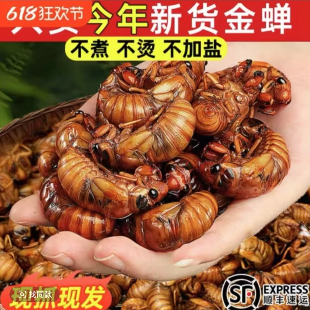 【新货顺丰包邮】新鲜爬叉知了猴爬叉新鲜金蝉活体冷冻发货