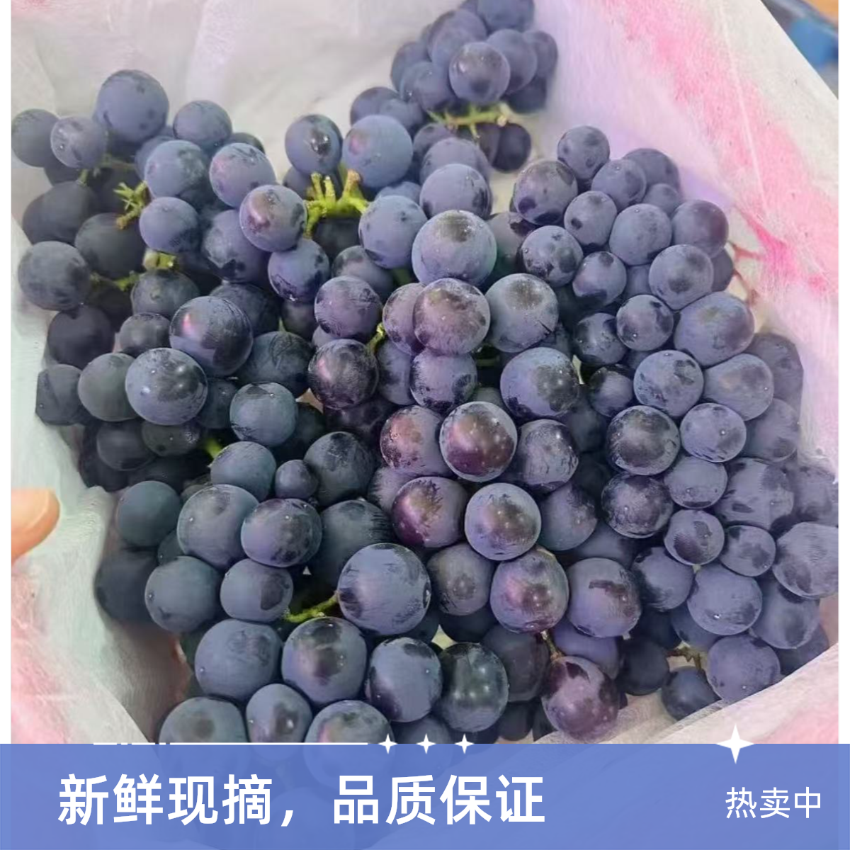 【靖姐推荐】新疆伊利蓝莓葡萄3.5-4斤辽宁省