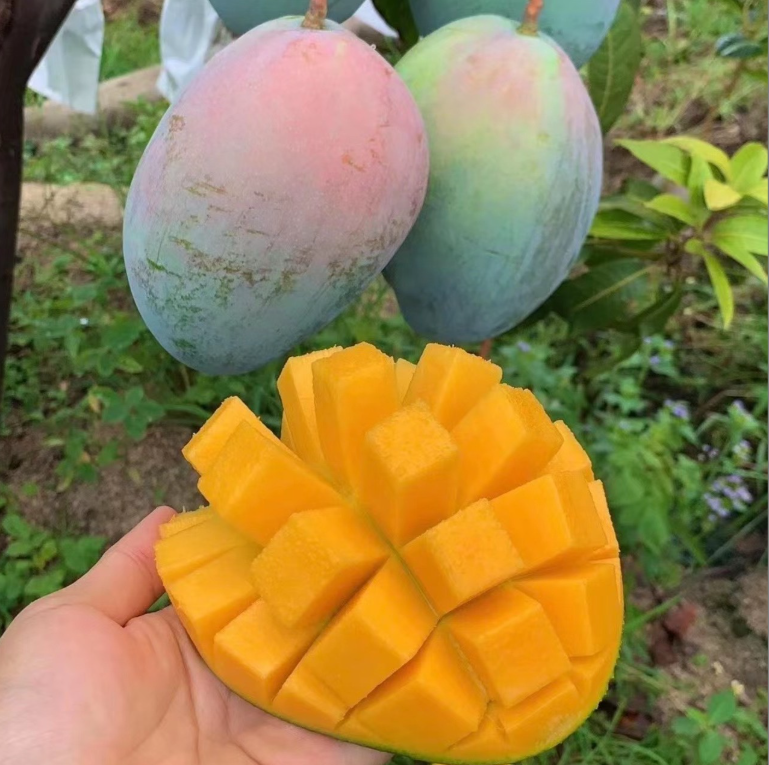 【中通】郭一瓶水果攀枝花凯特芒果净重4.5-7.8斤