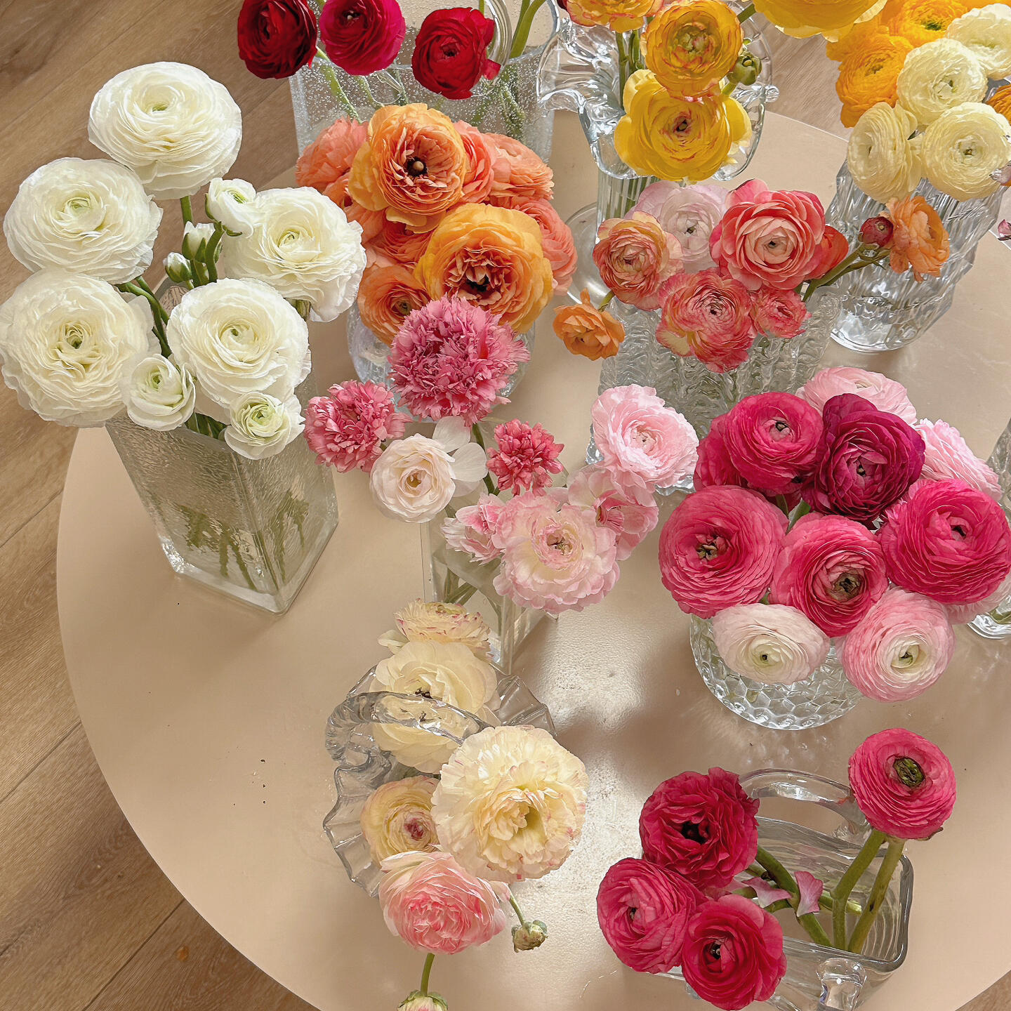 洋牡丹  收到花需要醒花 0°以下要拍保温棉 云南直发