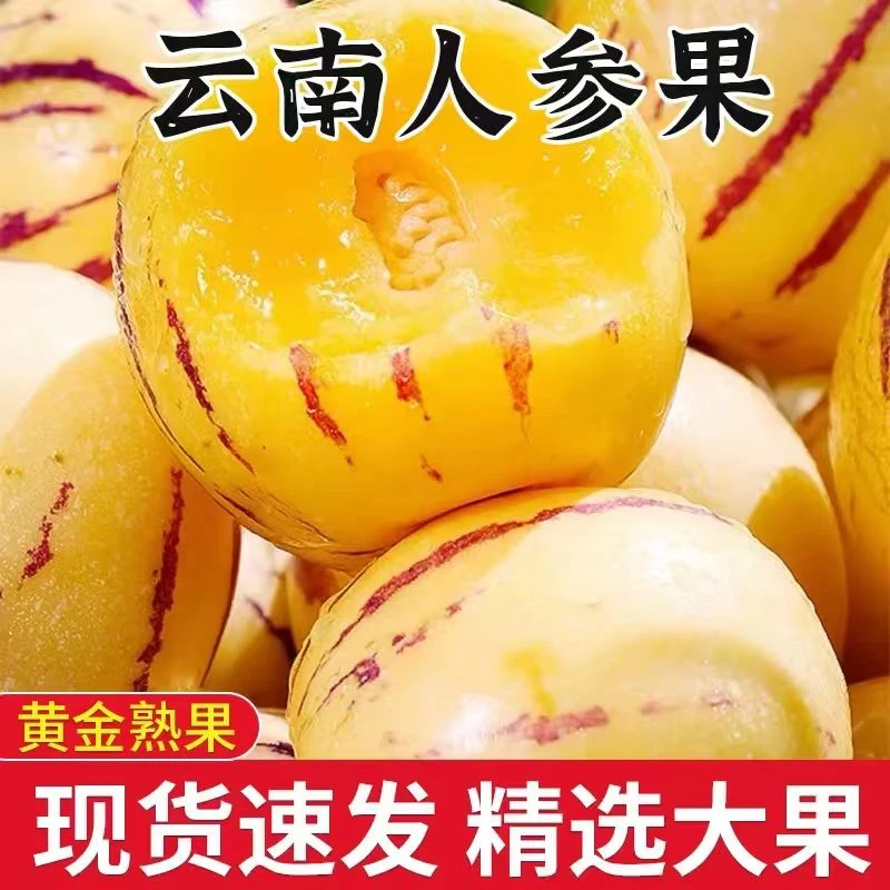 云南人参果新鲜水果应季水果好吃人参果清甜多汁产地直发现摘