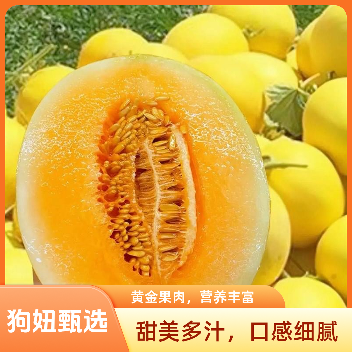 甘肃民勤沙漠蜜瓜 中通快递