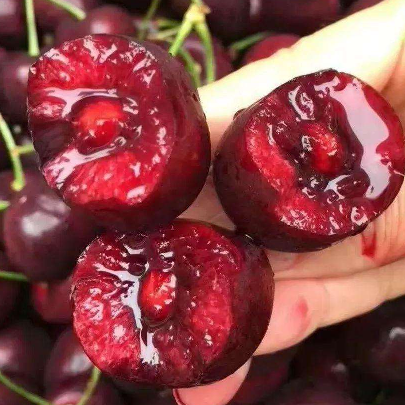 智利进口车厘子海运新鲜到港  J/10斤 内附果径卡