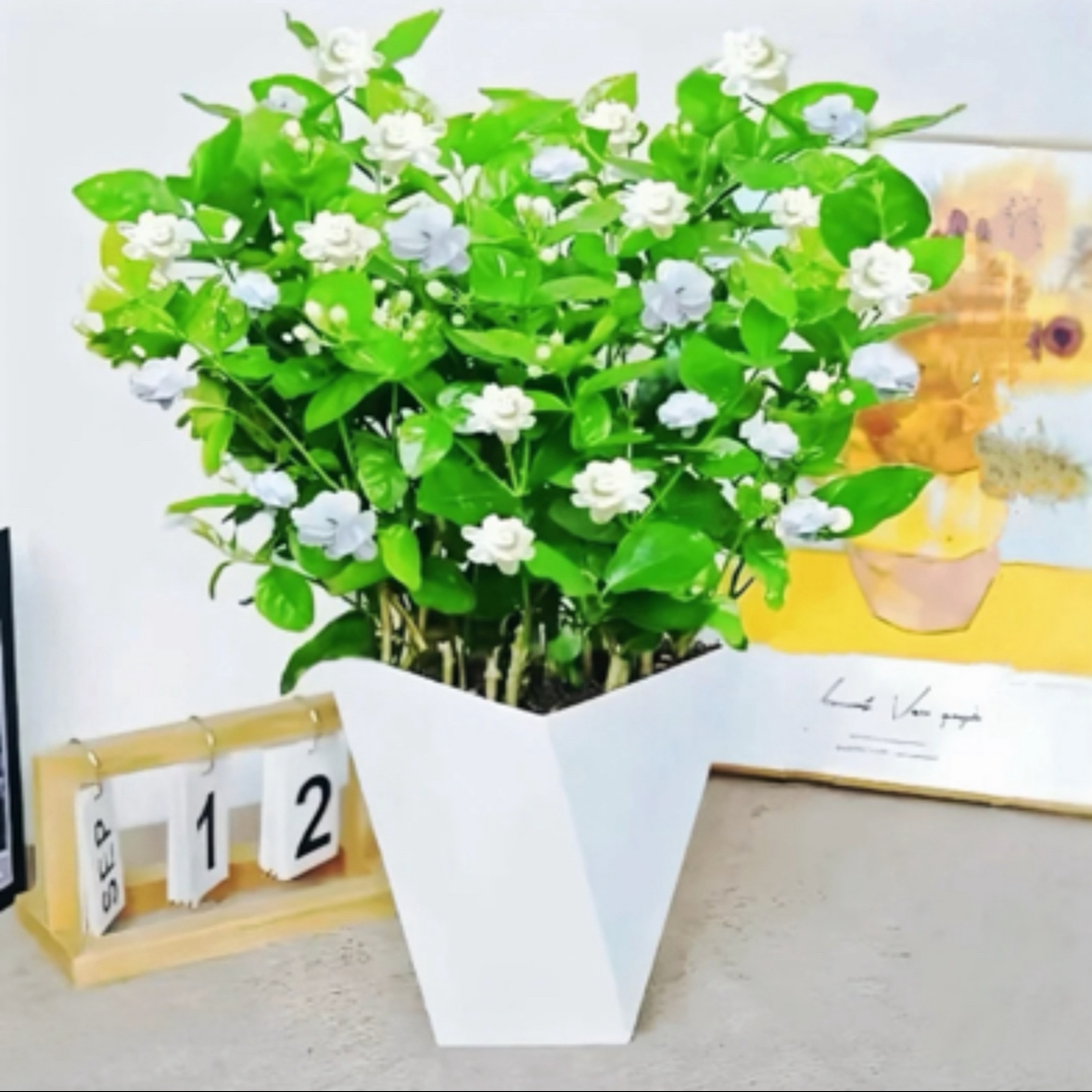 带花苞茉莉花盆栽四季开花可驱蚊室内好养水培花卉绿植