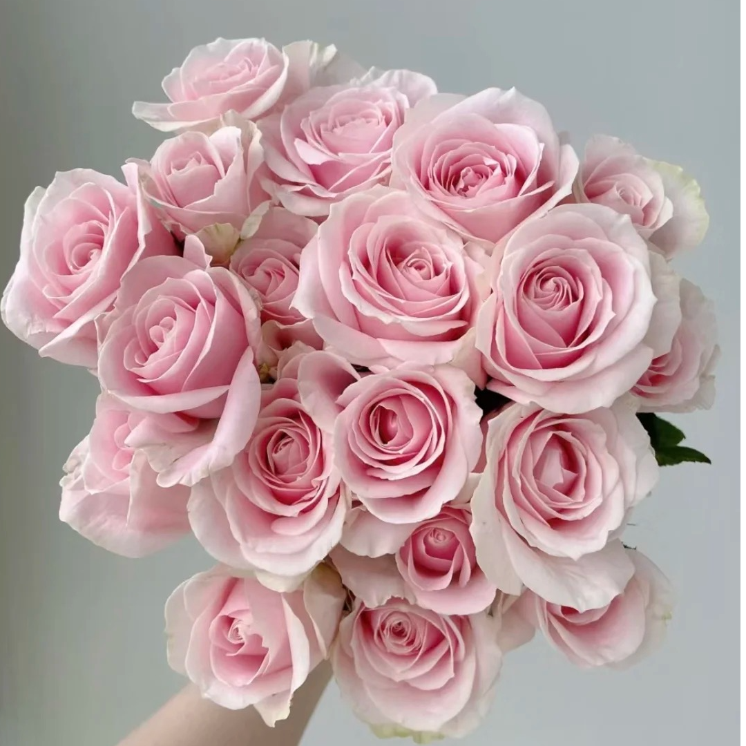 【粉红雪山20支】玫瑰花基地发云南鲜花基地发鲜花任意两单顺丰包邮