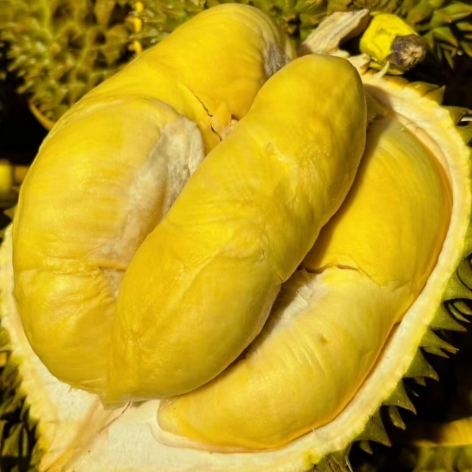 曦曦二号A果【一物一拍顺丰包邮】金枕榴莲2-9斤（生劈不售后）