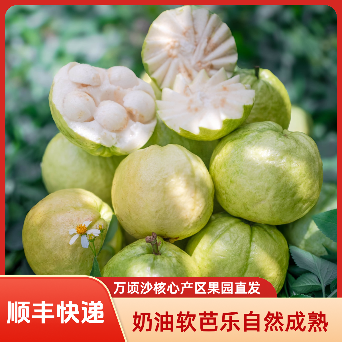 【精品A果】奶油软芭乐 自然成熟 软糯香甜 现摘现发(顺丰快递)