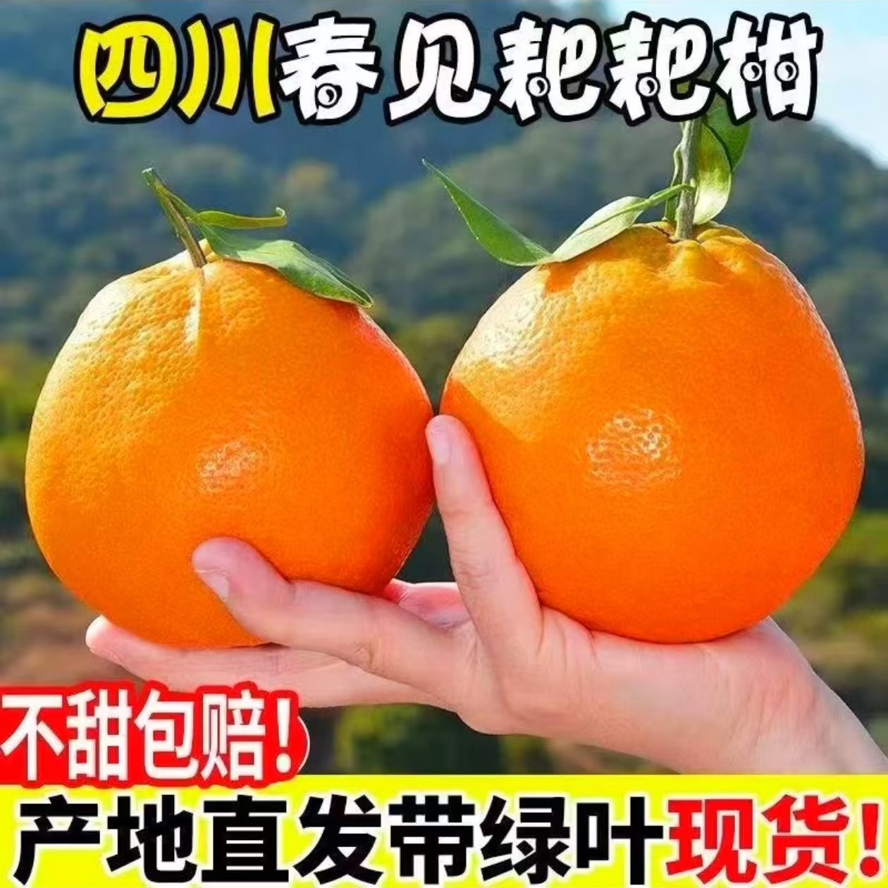 四川眉山耙耙柑果型圆润皮薄易剥纯甜晶莹剔透-BB