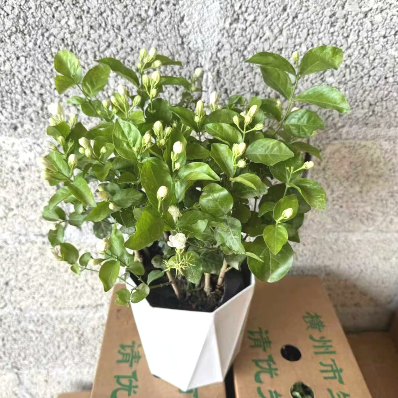 【带花苞】重瓣香水茉莉盆栽地载开花香花卉绿植喜阳喜水