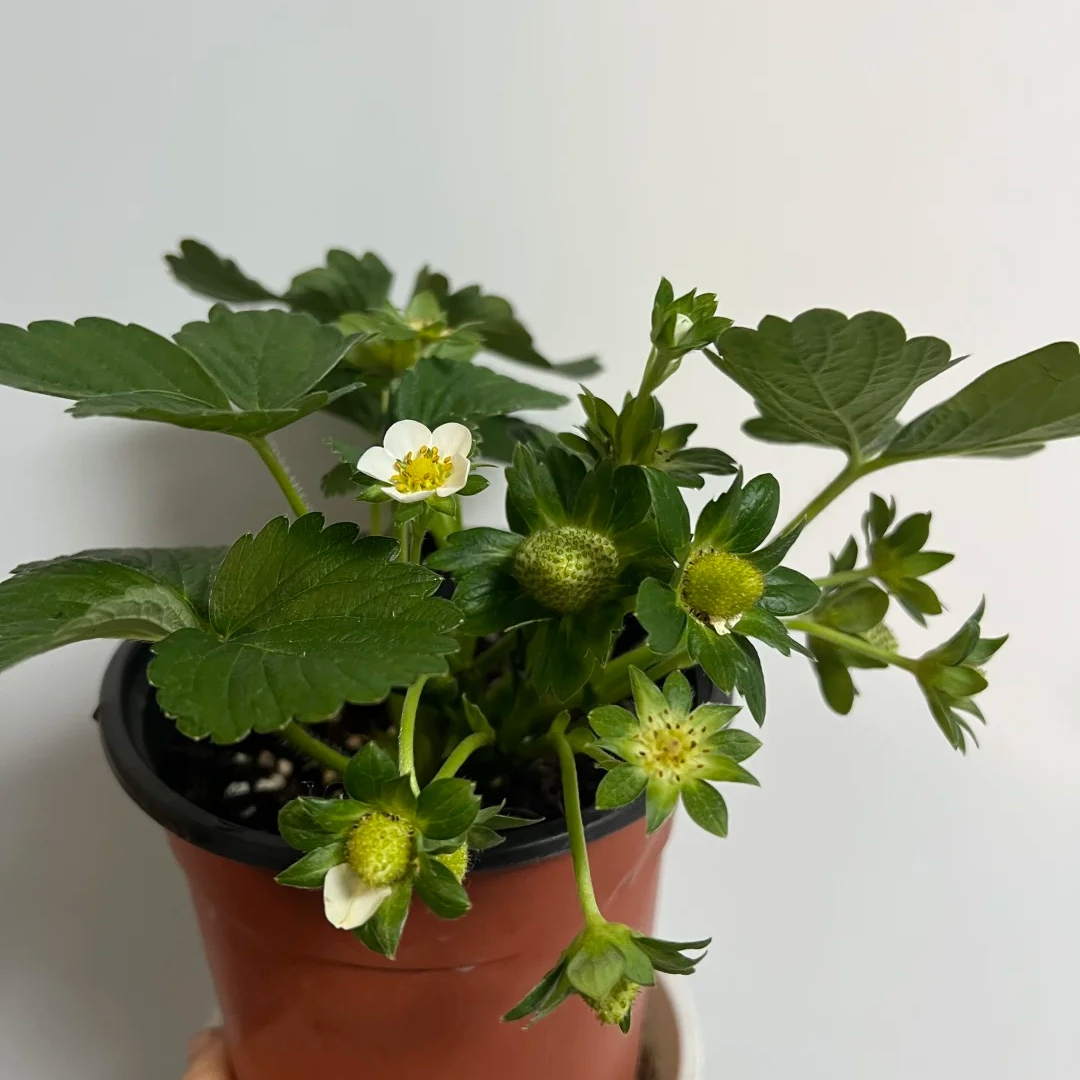 四季奶油大草莓水果盆栽花室内外阳台易结果耐高温耐低温带果