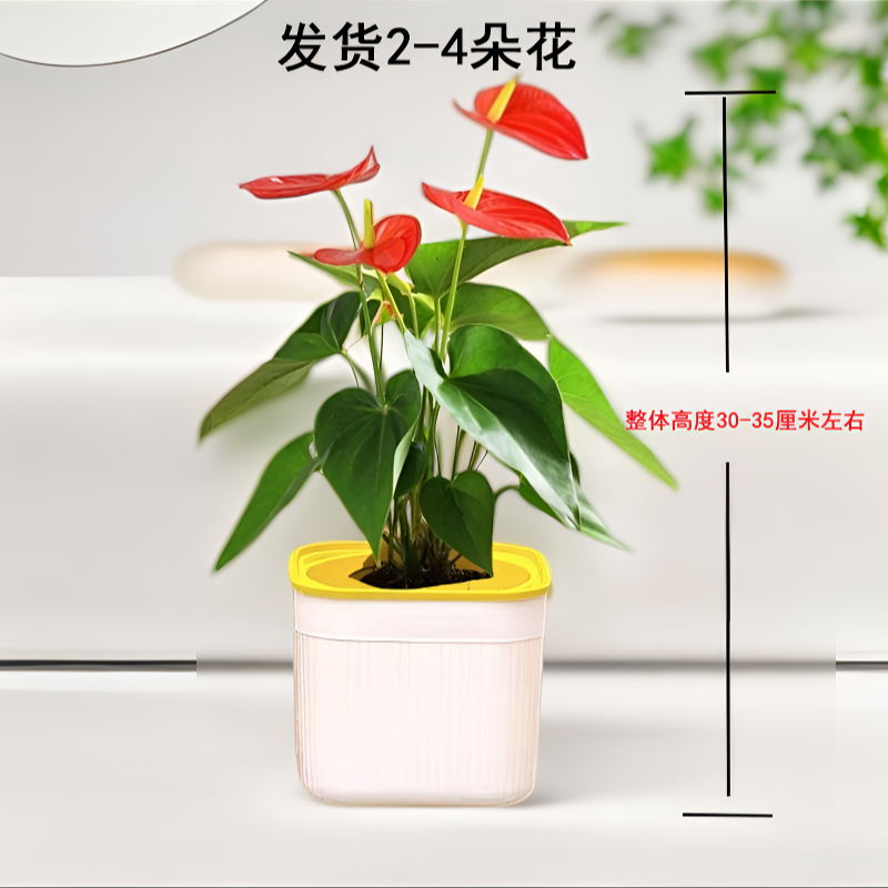 【2-4朵花】红掌盆栽鸿运当头室内客厅好养易活办公室花卉四季开花