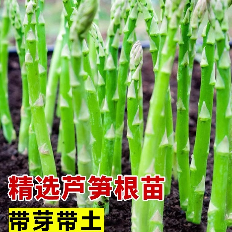 芦笋根芦笋根苗高成活四季生长可阳台陆地种植的蔬菜苗