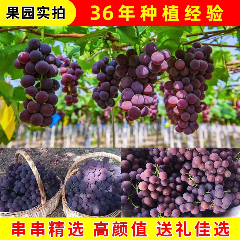 【大圩巨峰葡萄】新鲜上市合肥大圩葡萄个大皮薄肉厚汁水足一箱带箱4斤/带箱5斤葡萄同城送安徽省