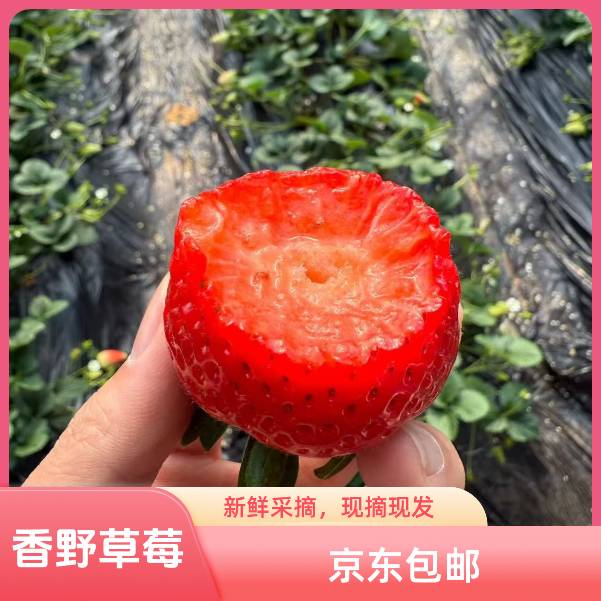顺丰京东香野草莓二斤 产地直达 现摘现发
