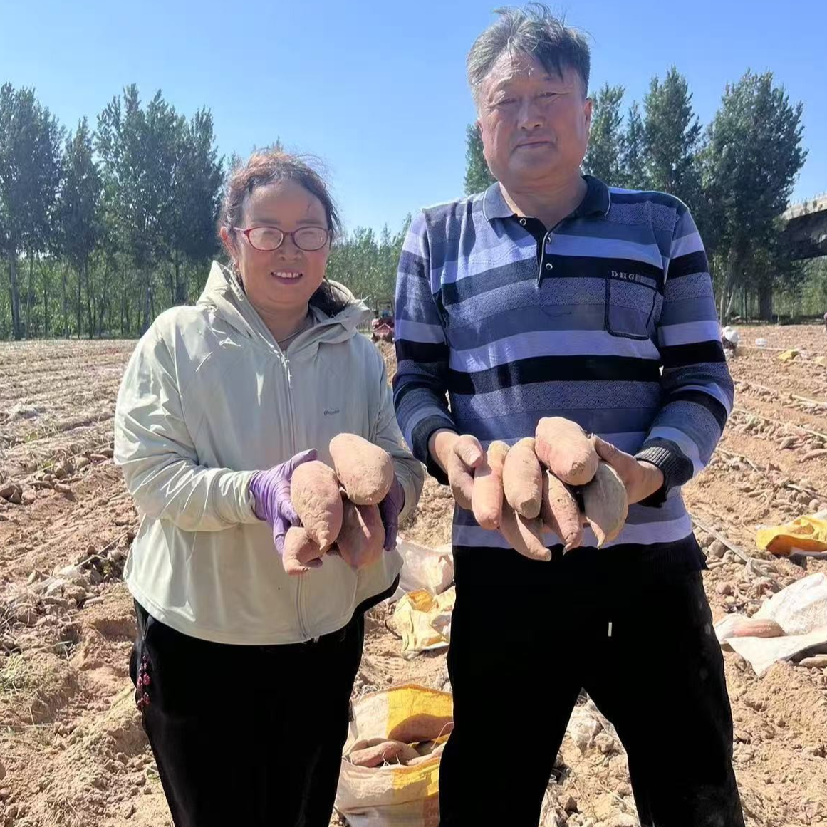 开封新鲜沙土地西瓜红蜜薯5斤包邮坏果包赔