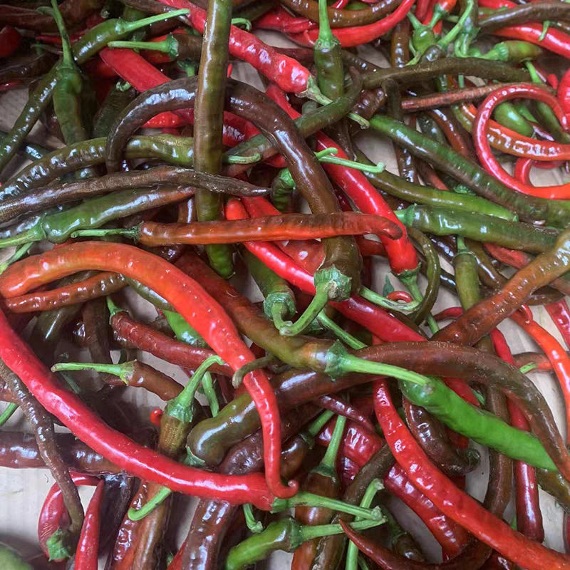 湘西农家自种青乌红辣椒