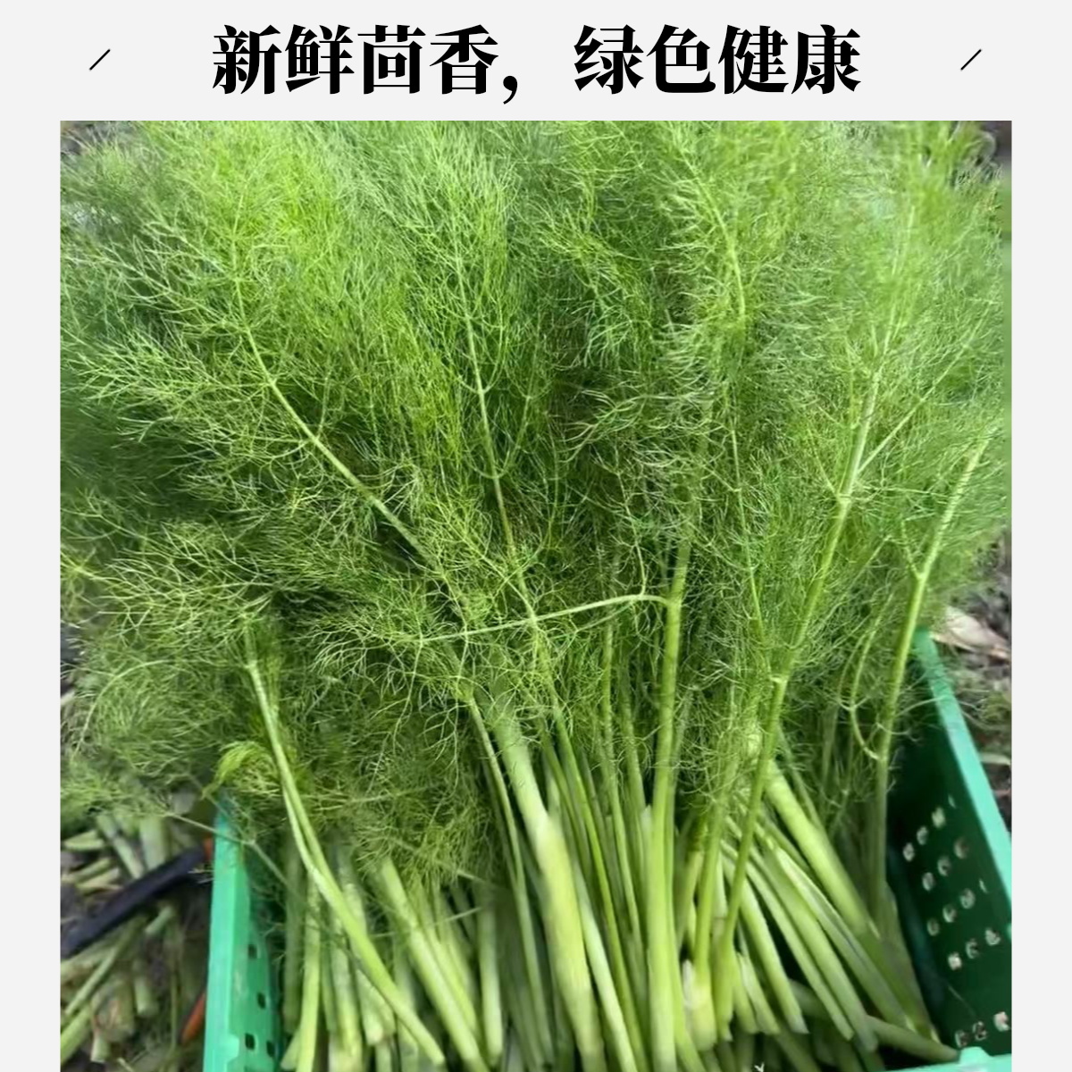 新鲜茴香现摘现发
