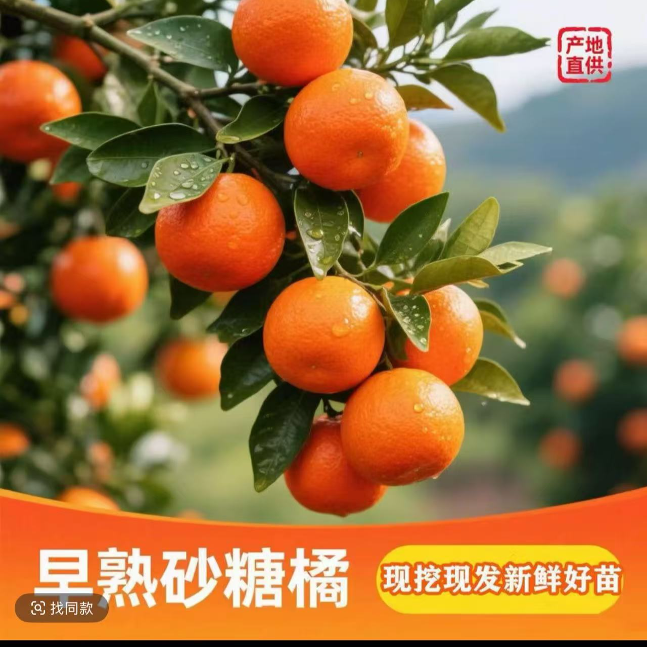 L3带果发货云南砂糖橘果树苗嫁接南北方庭院地栽