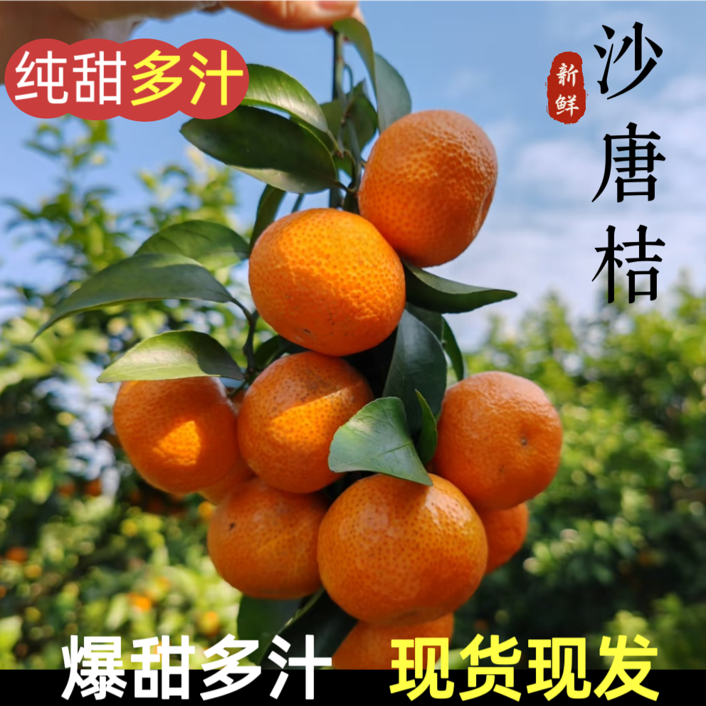 正宗广西沙唐桔包甜新鲜现摘现发鲜甜爆汁当季新鲜水果沙唐蜜桔