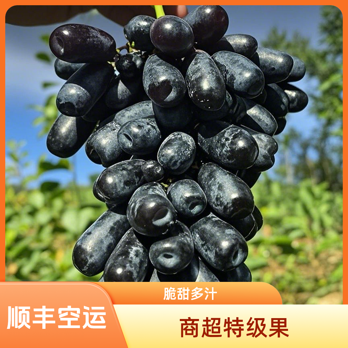 3【4斤大果蓝宝石】凉山蓝宝石葡萄精品原装小粉框脆甜无核无籽不吐皮顺丰空运四川省