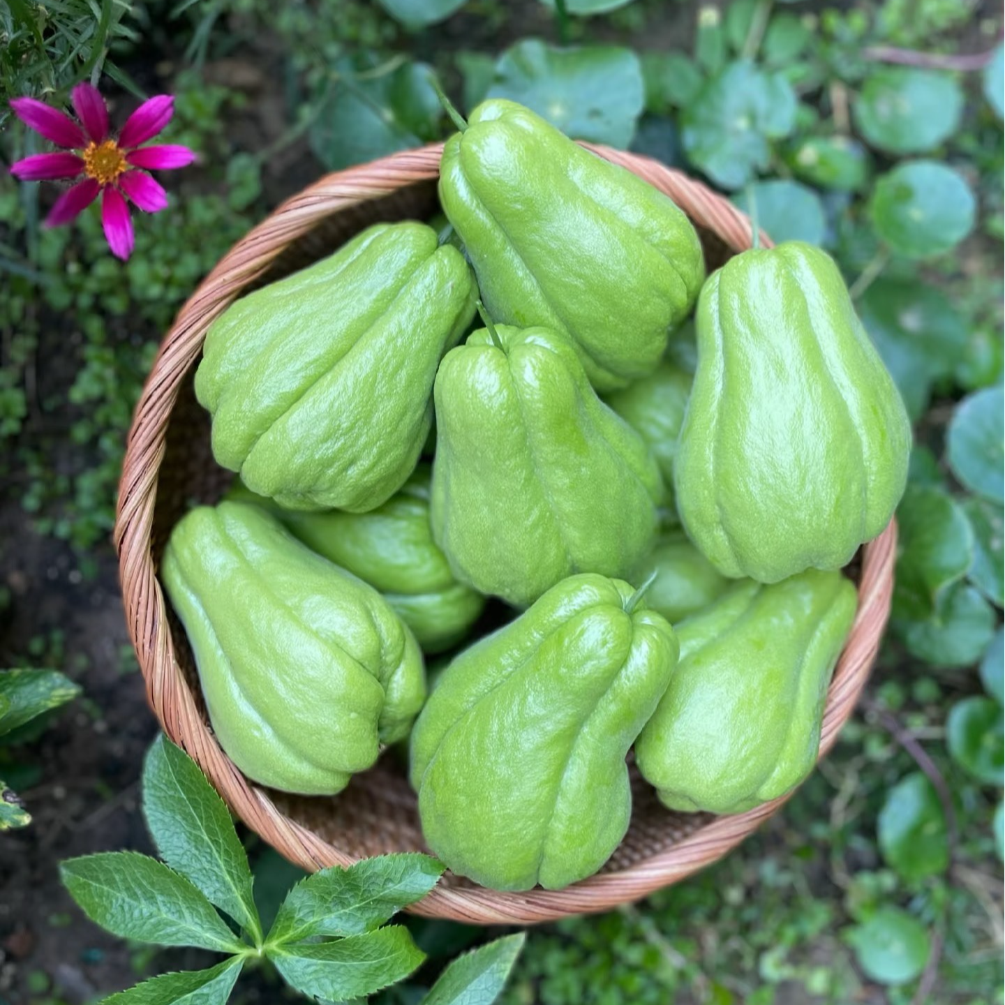 现摘云南新鲜佛手瓜清甜多汁薄皮应季蔬菜（净重5斤）
