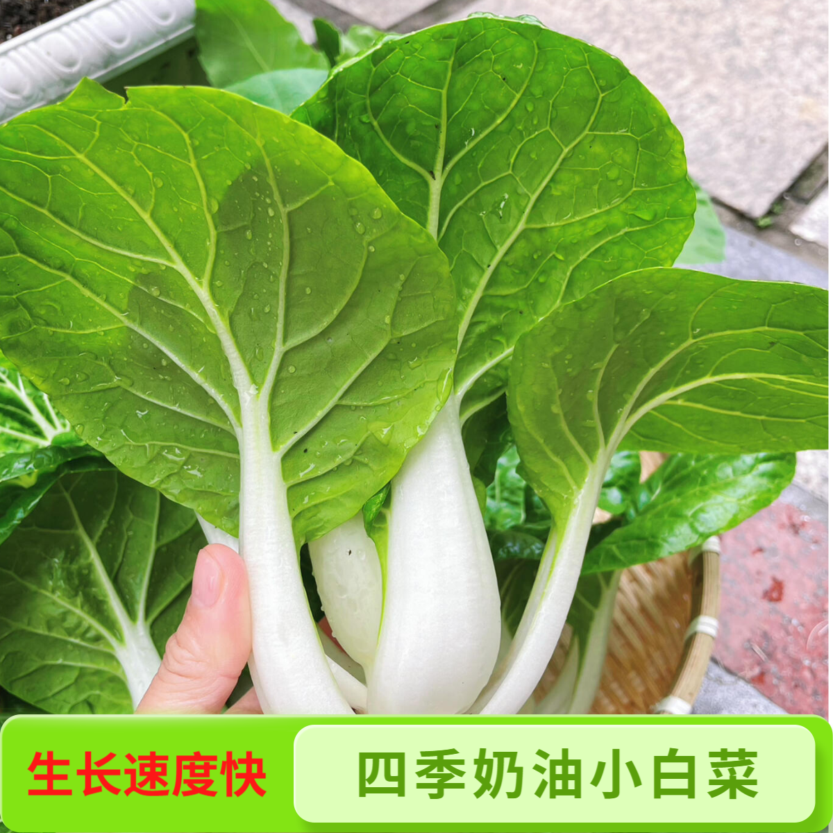 【四季奶油小白菜种子】脆甜小白菜种子庭院阳台盆栽四季蔬菜种子