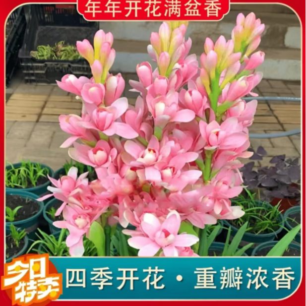 【晚香玉种球】四季种植盆栽地栽阳台小院种植