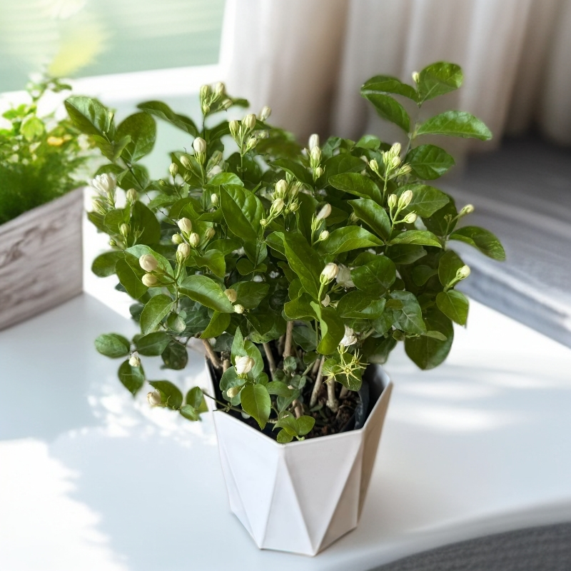 【带花苞】重瓣香水茉莉盆栽地载花卉绿植喜阳喜水开花香