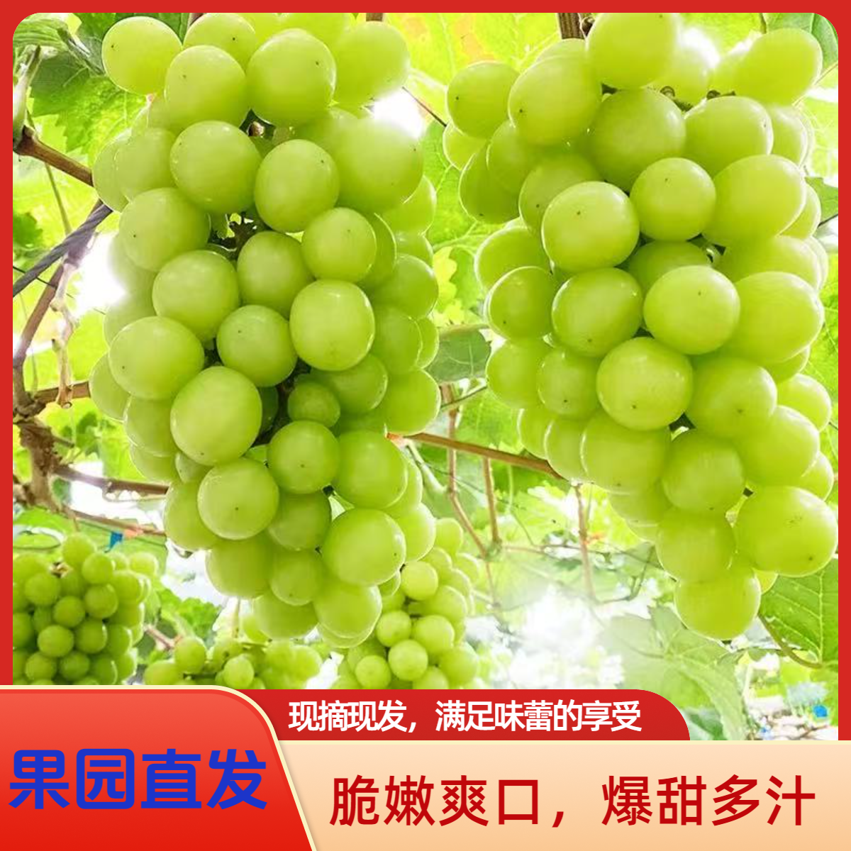 【四斤装大果】正宗带玫瑰花香阳光玫瑰葡萄爆甜晴王无籽清脆香新鲜