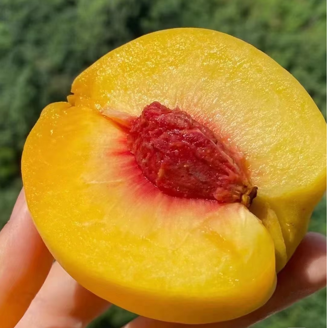 正宗现摘陕西头茬锦绣黄桃新鲜时令水果软硬两吃糯脆甜多汁产地发