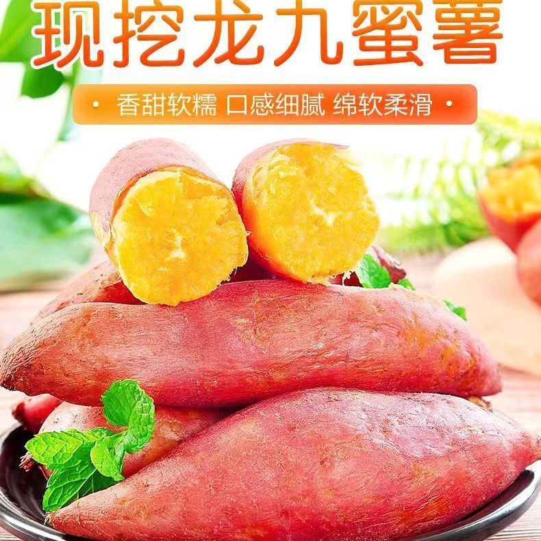 新鲜现挖龙九蜜薯红皮黄心番薯无丝糖心板栗红薯农家种植1斤5斤