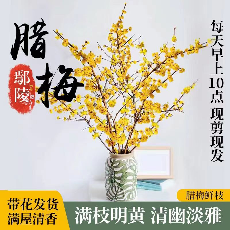 鲜切腊梅花水培带花苞素心腊梅干枝遇水开花浓香型鄢陵腊梅
