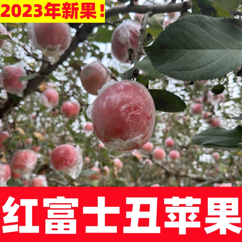【红富士冰糖心】新鲜原生态红富士冰糖心丑苹果 脆甜多汁营养精美