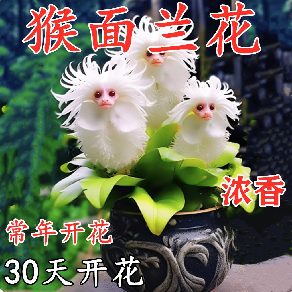 浓香猴面兰花盆栽地栽耐寒耐热四季开花室内外阳台水土培庭院绿植