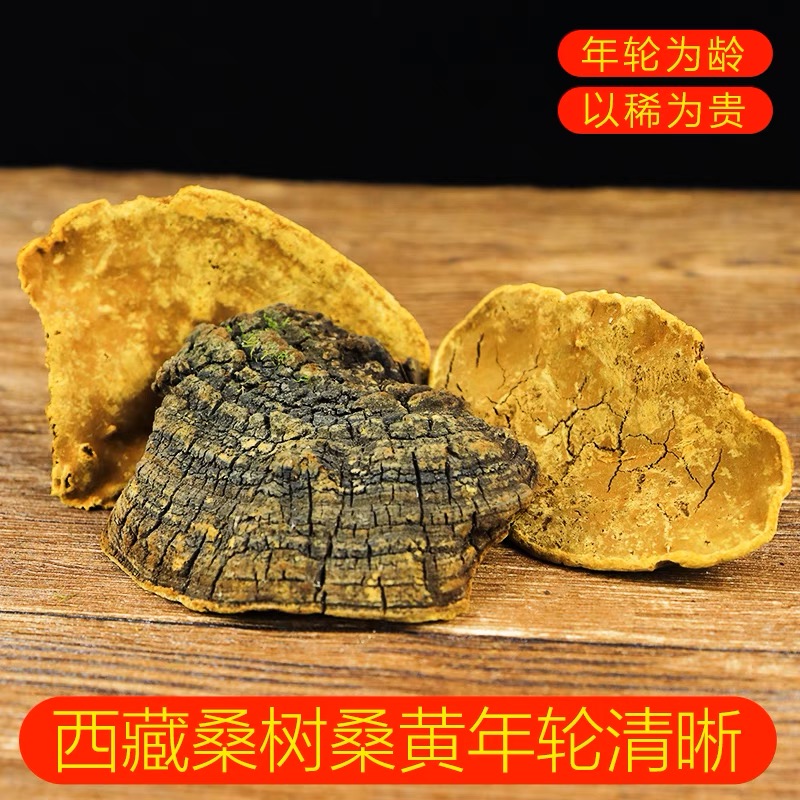 *桑黄 泡水 泡酒 煲汤 西藏特色正宗食用不切片100g/袋非羊肚菌