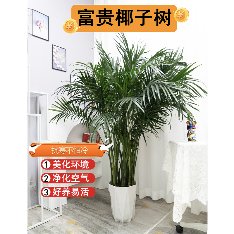 【豆清花漾】1.41-1.5米大型海岛风富贵椰子散尾葵绿植室内客厅