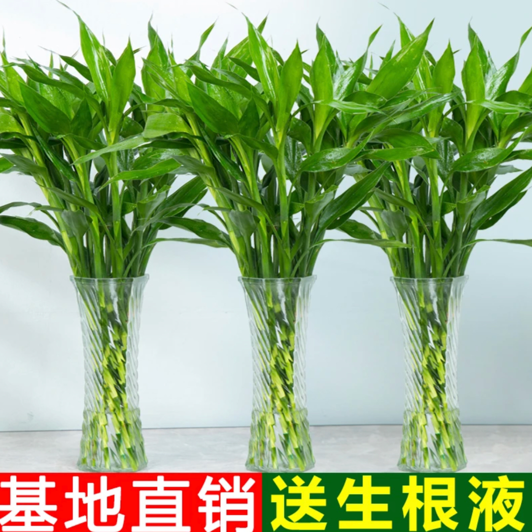 雀森带挂件富贵竹水培植物办公室居家客厅花卉绿植花造型节节高