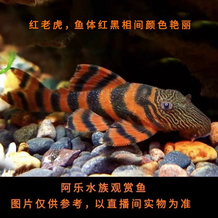 阿乐水族  L397红老虎  异形鱼观赏鱼