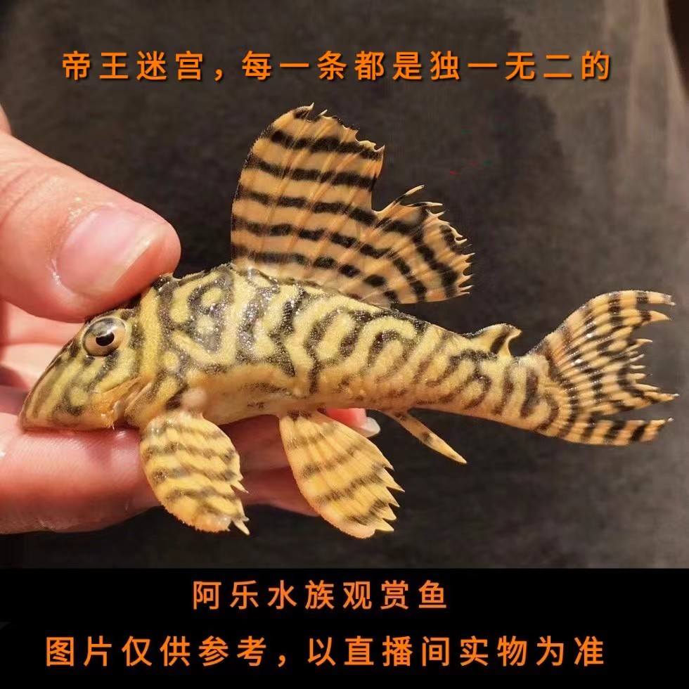 阿乐水族  L333帝王迷宫 异形鱼观赏鱼