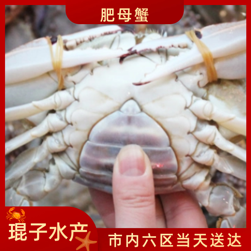 鲜活梭子蟹 中母蟹 梭子蟹 2-10斤 四两-半斤