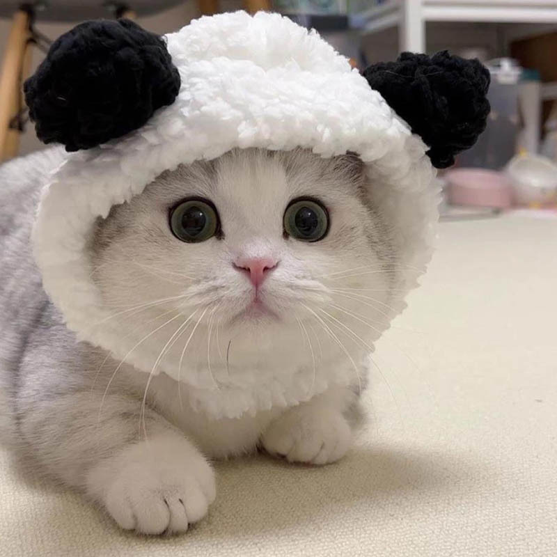 猫咪熊猫帽子可爱毛绒头套发饰猫小型狗冬季保暖宠物可爱网红头饰