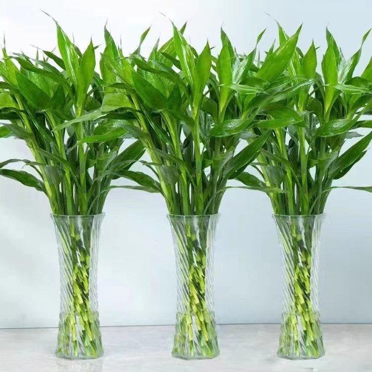 【富贵竹20根】富贵竹花水养客厅水培植物绿植新鲜室内招财转运竹