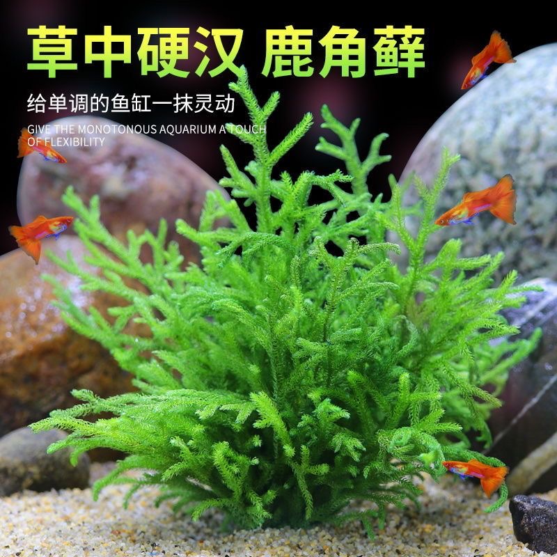 鹿角藓水草新手鱼缸装饰真实绿植不用养护搭理自然成景净化水质