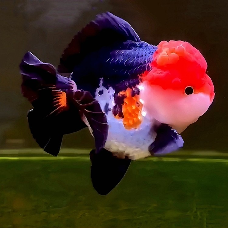 水族精品青皮三色玛丽泰狮金鱼活鱼观赏鱼宠物鱼冷淡水好养耐活