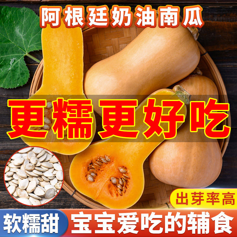 【厂家直供】甜香糯奶油南瓜种子高产香芋蜜本南瓜籽四季庭院盆栽种
