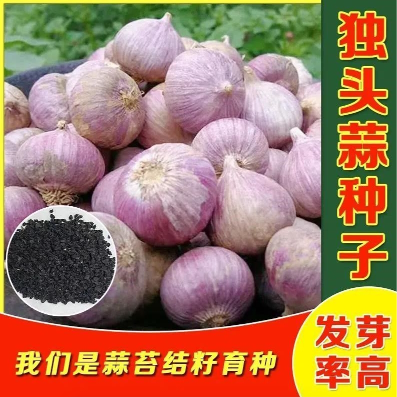【独头蒜种子】农家独头蒜种子红皮四季紫皮大蒜种籽种植盆栽