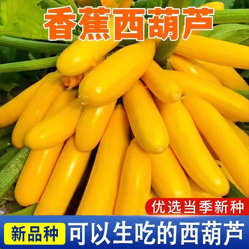 香蕉西葫芦种子金皮高产生吃阳台盆栽四季种植好看优质新品种丰富